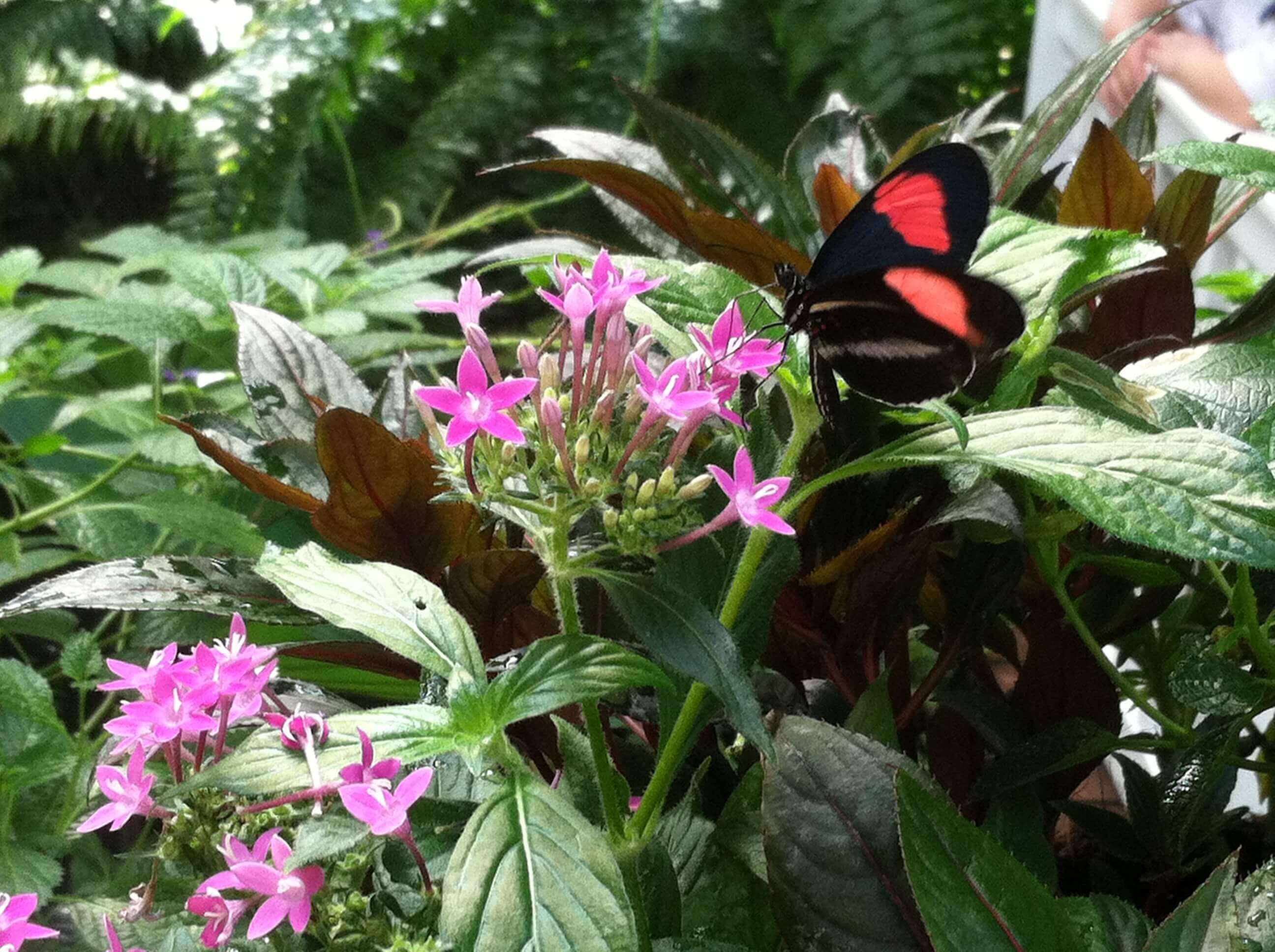 A Visit to the Butterfly Conservatory