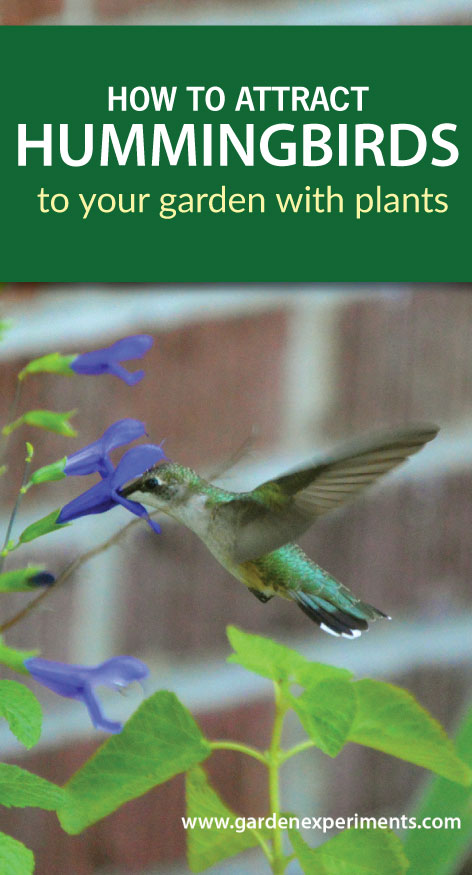 how to attract hummingbirds to your garden how to attract hummingbirds to your garden