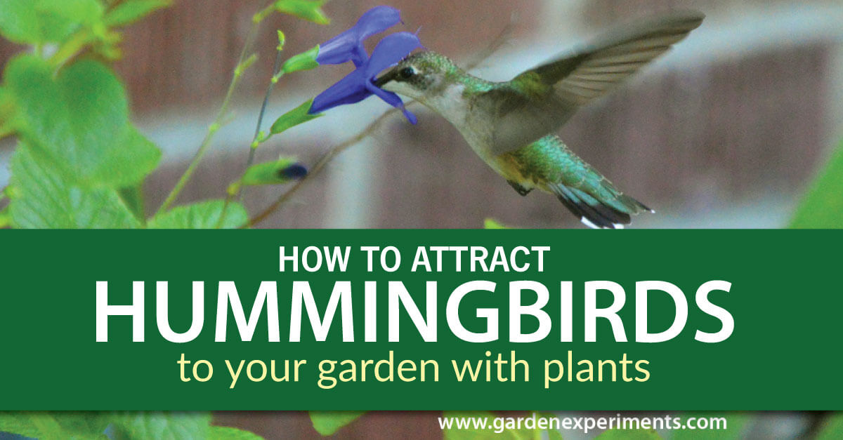 How to attract hummingbirds to your garden with plants
