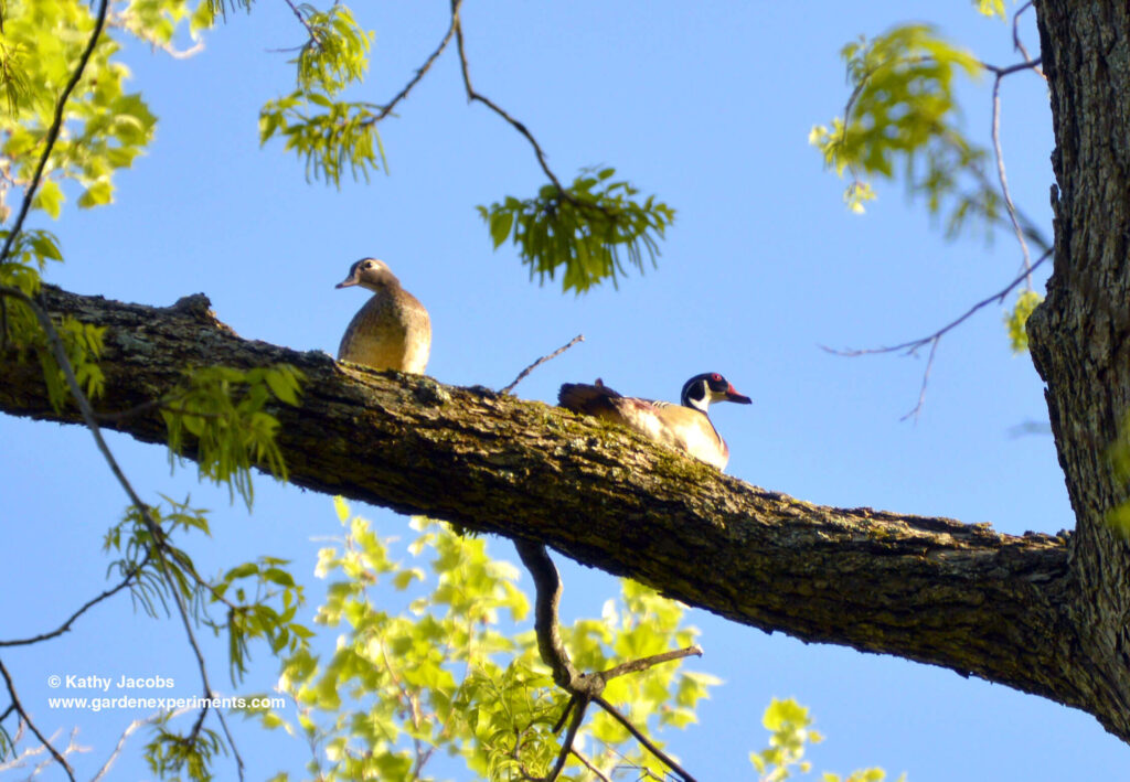 Male and Female Wood Ducks in My Tree