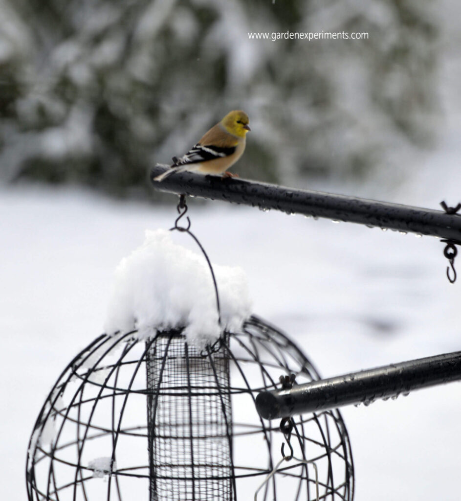bird feeder pole stops squirrels from reaching seed bird feeder pole stops squirrels from reaching seed