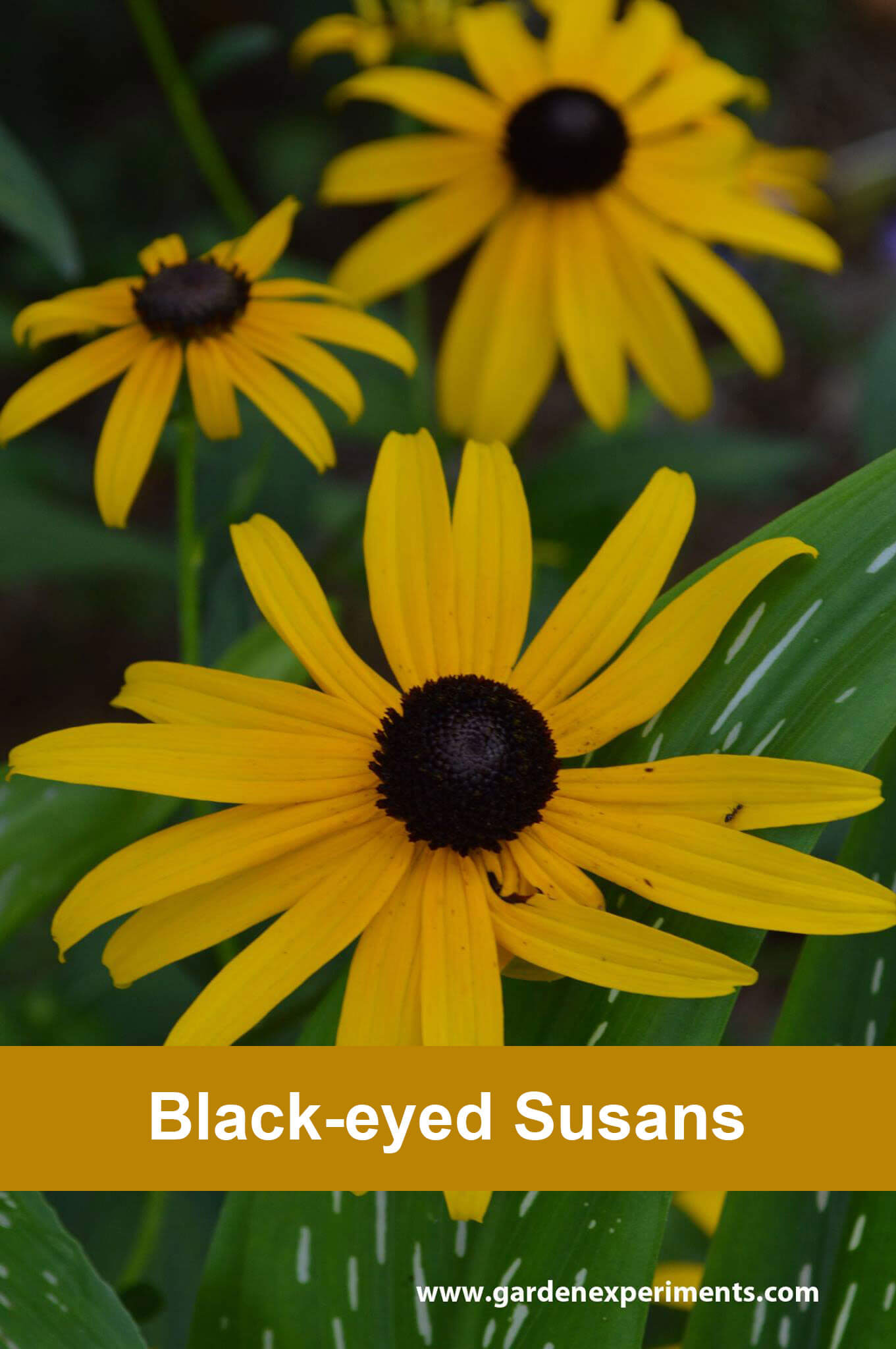 black eyed black eyed susan rudbeckia hirta black eyed black eyed susan rudbeckia hirta