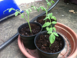 Tomato cuttings