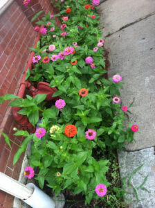 Zinnias planted along wall add a bright spot of color
