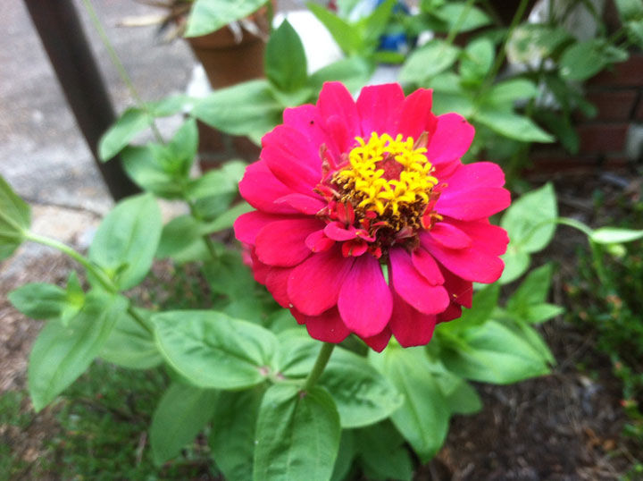 Zinnias