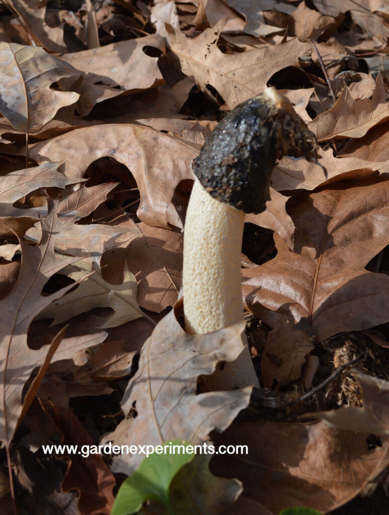 What is that smell? Stinkhorn mushrooms in the garden.