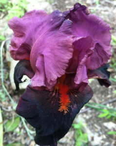 Dark purple iris along the bank