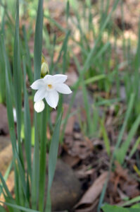Narcissus along bank