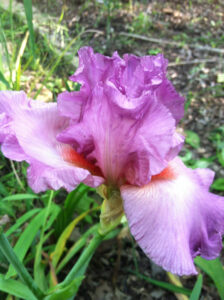 Pale purple iris blooming