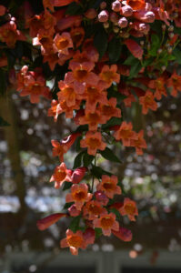 Crossvine blooms on the arbor