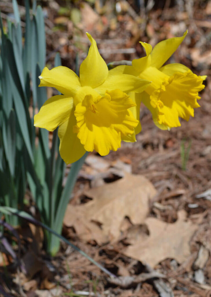 King Arthur daffodil