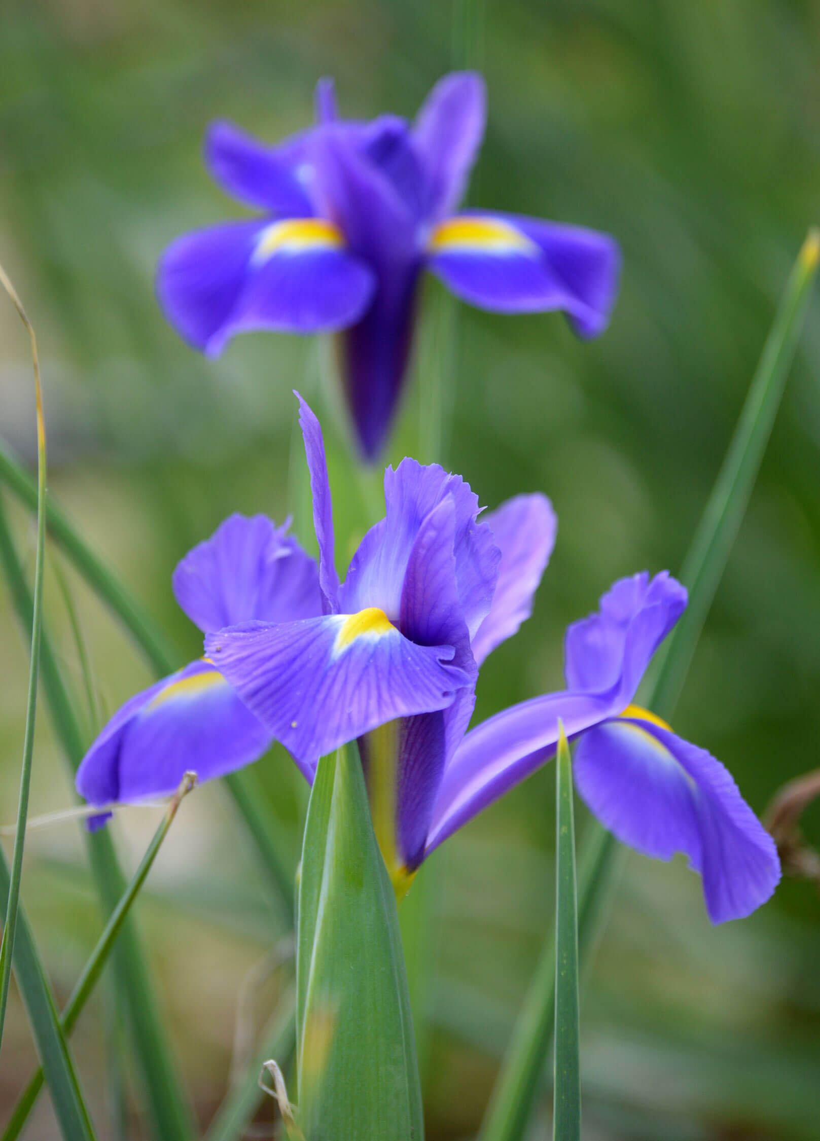 Full Bloom Dutch Irises - Lavender — CaljavaOnline