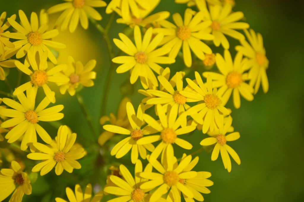 Butterweed