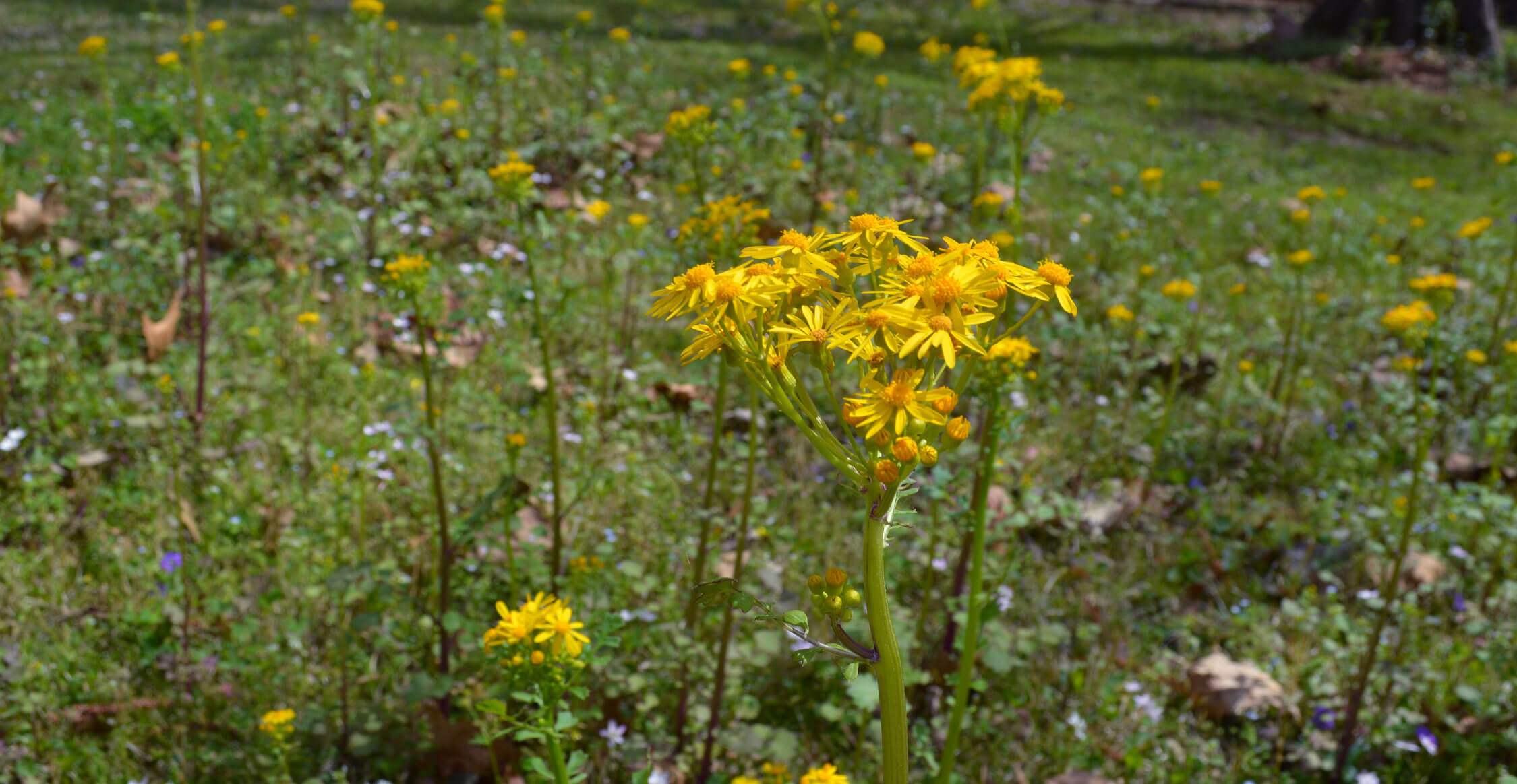 Butterweed Mississippi Wildflower