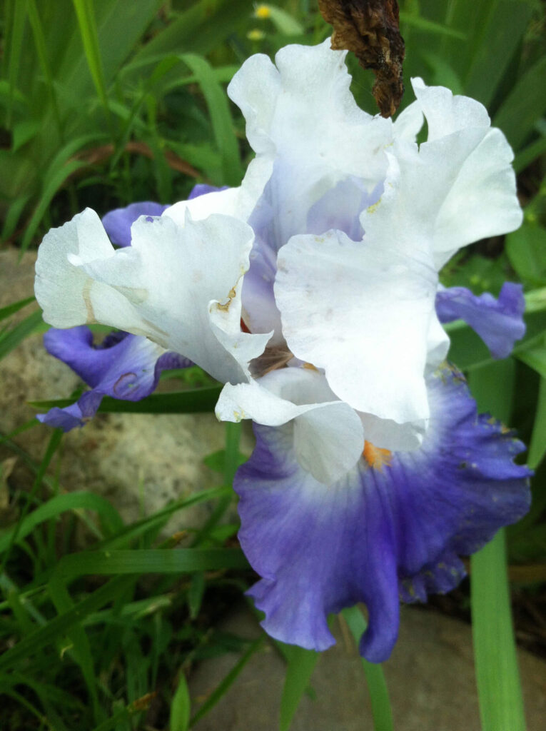 Blue and white bearded iris
