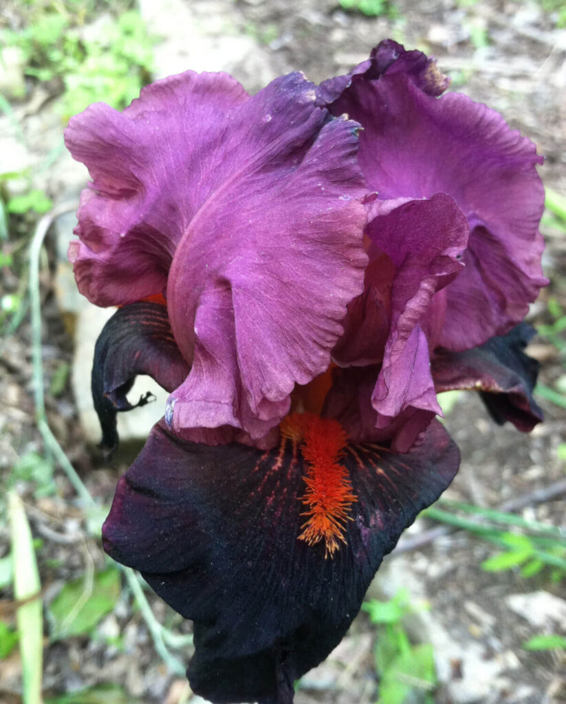 iris-purple-black