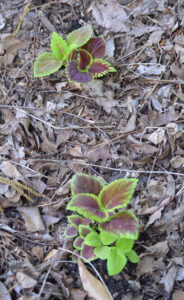 Coleus seedlings planted in the ground