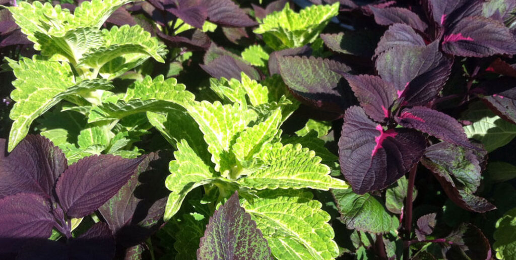 Some of the Coleus varieties that do well in sun