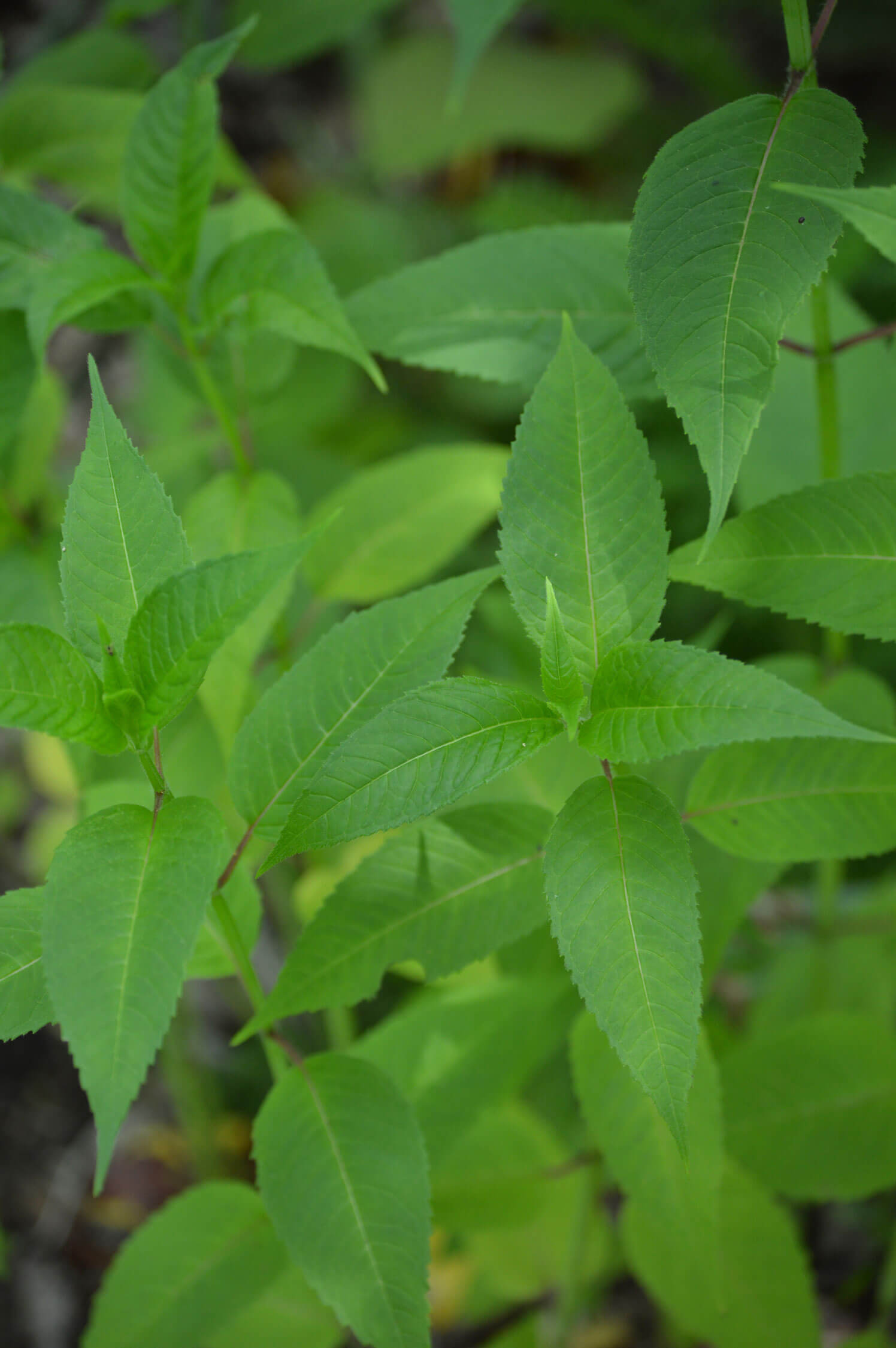 bee balm leaves bee balm leaves