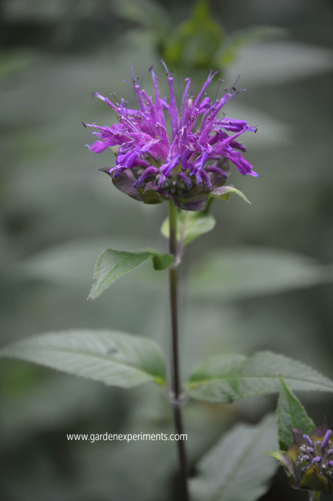 Purple bee balm