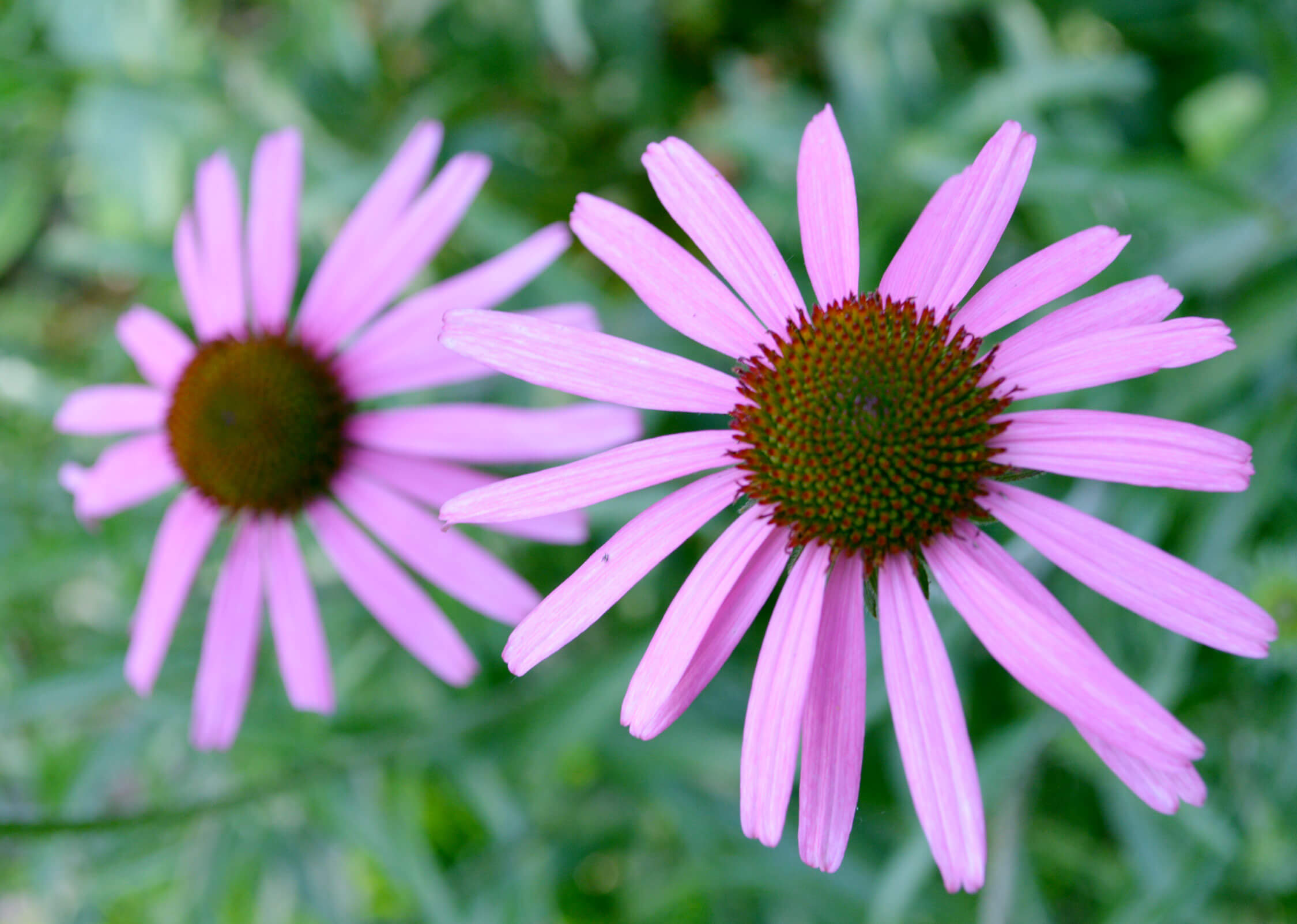 Echinacea species Flowering plants for bees, butterflies, and birds