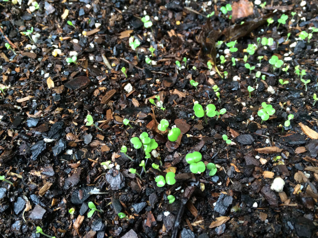 After just two days of rain the mesclun seeds are starting to come up