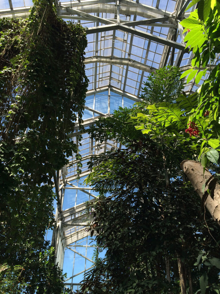 Roof of the conservatory