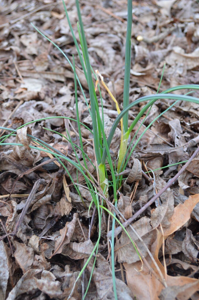 Wild garlic in my flower bed
