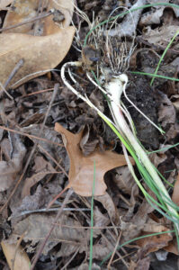 Bulbs of wild garlic