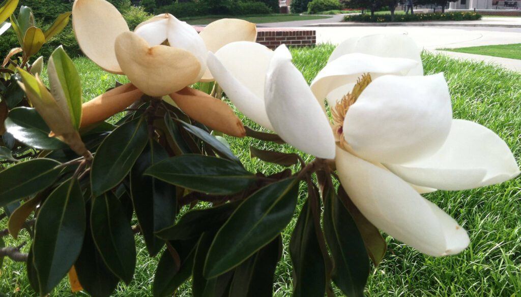 Flowers of the southern magnolia
