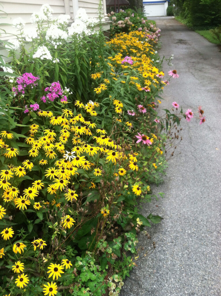 Wildflowers along the Driveway