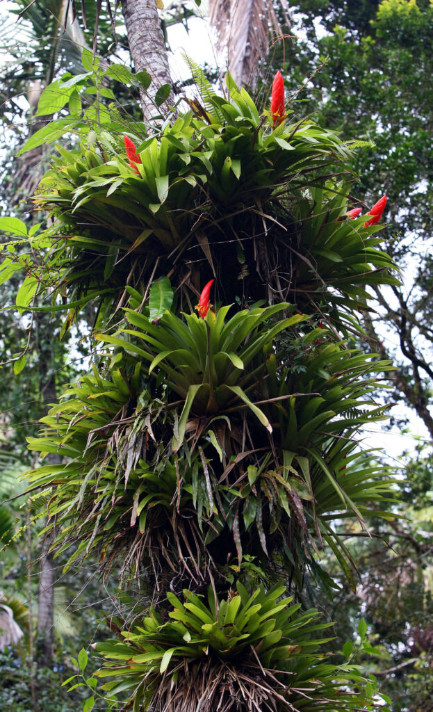 Bromeliads growing on tree trunk