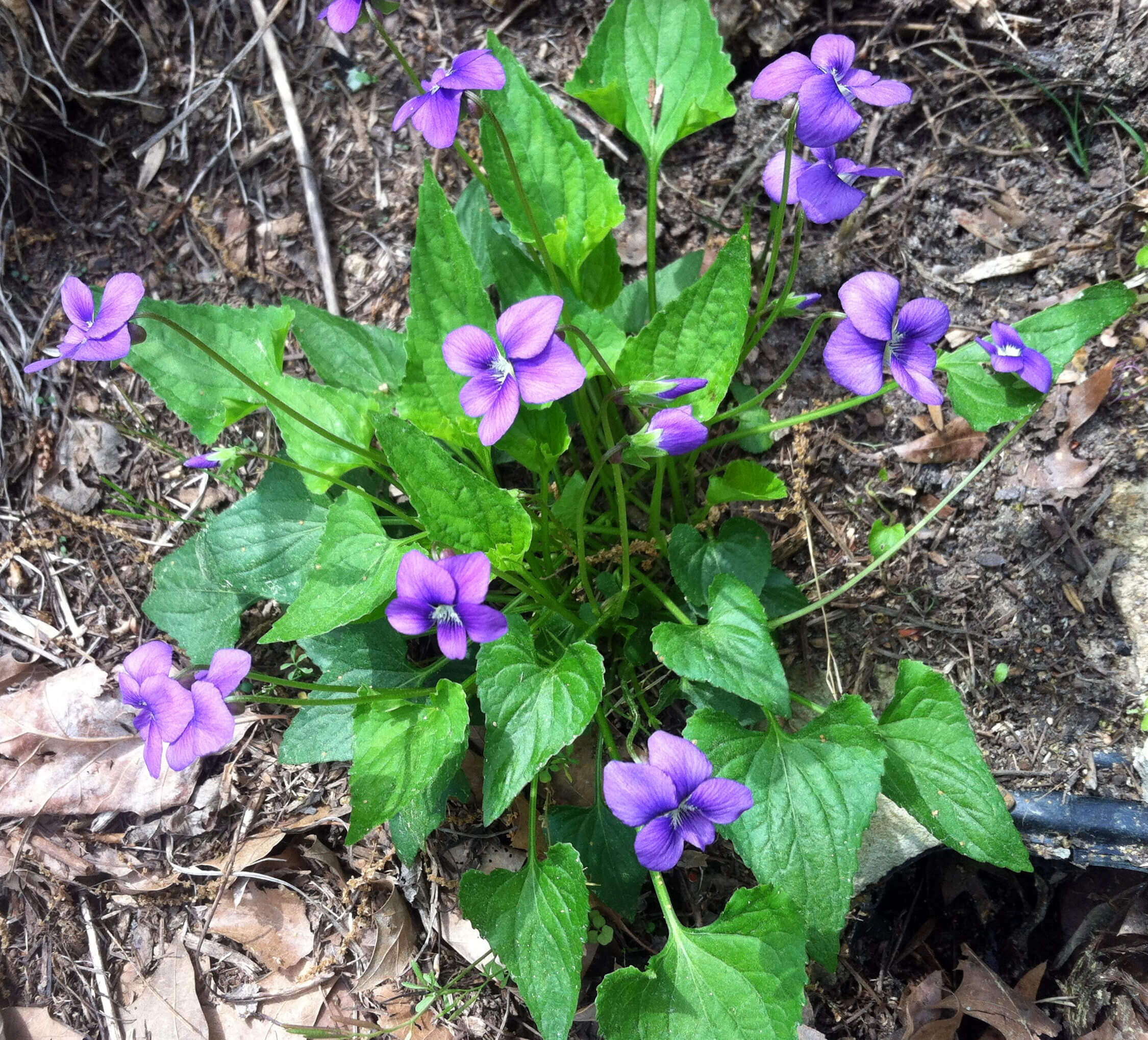 Common Blue Violet (Viola sororia)