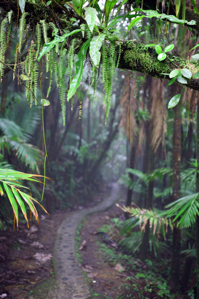 Path in El Yunque