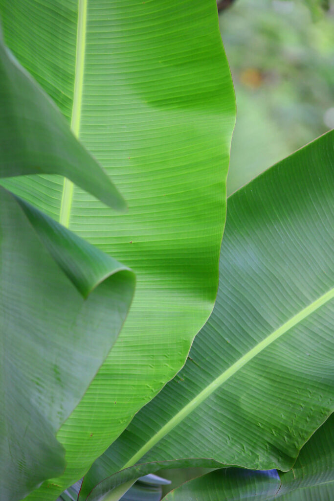 Heliconia leaves