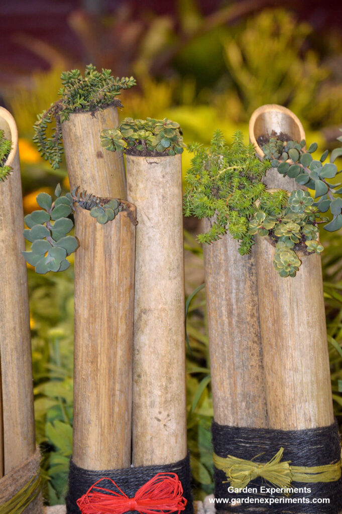 Bamboo bundled to become planters for succulents