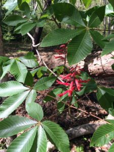 Red Buckeye Leaves