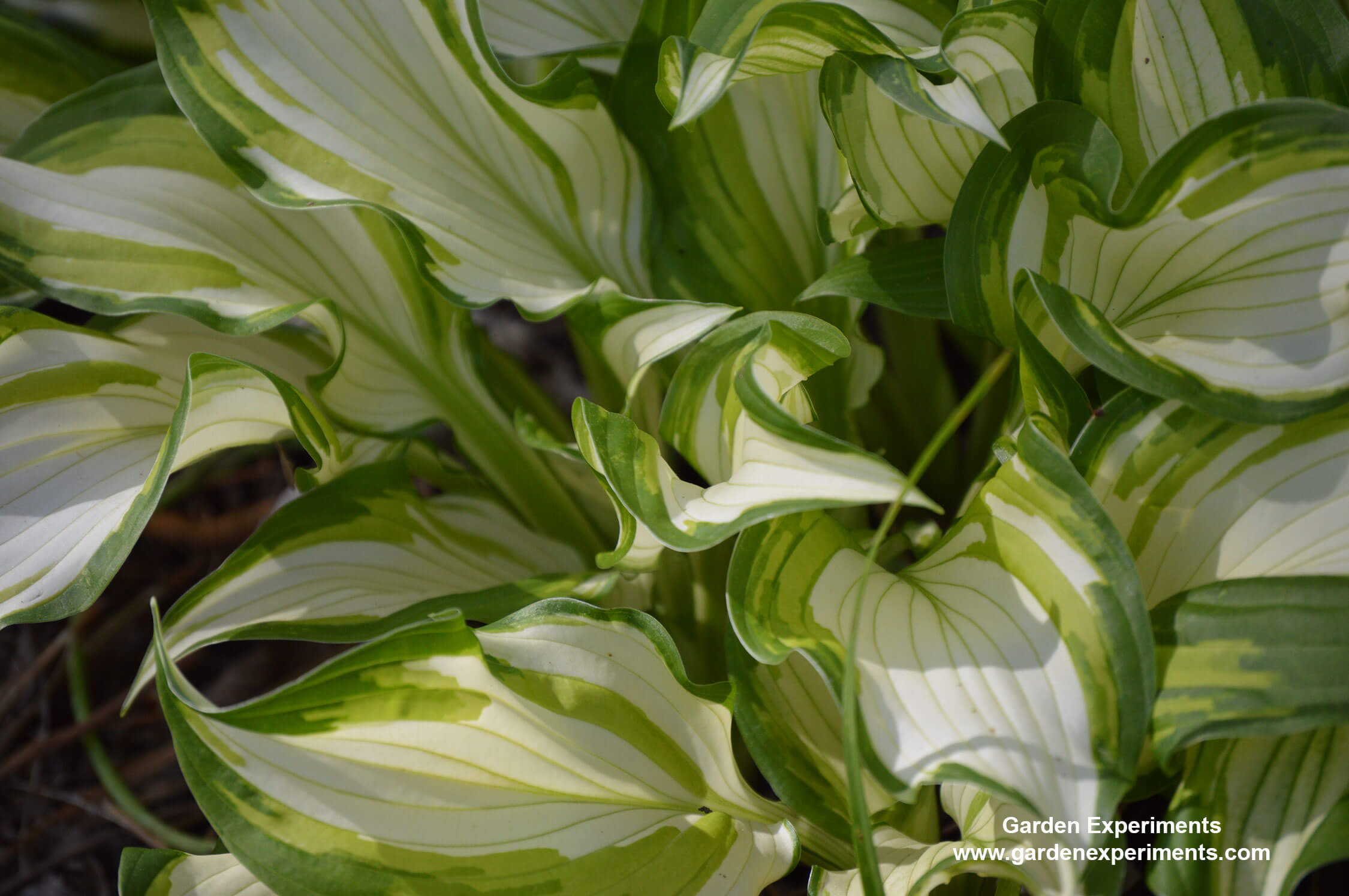 10 Plants for Shade Gardens Plants Grown for Flowers