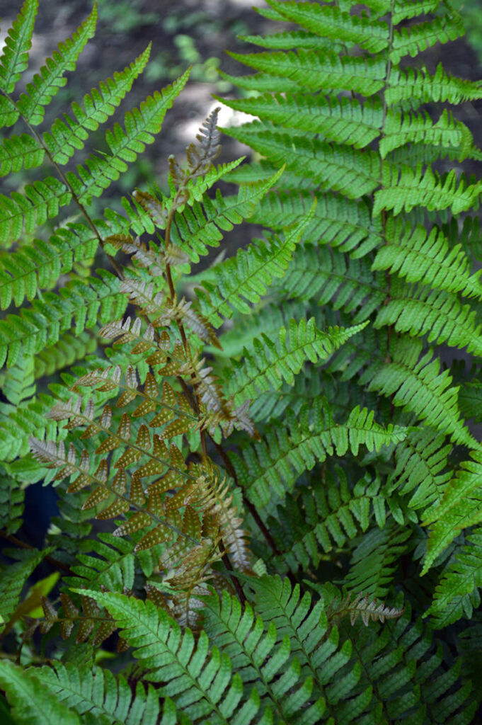 This hardy fern can be left outdoors. It dies back over winter.