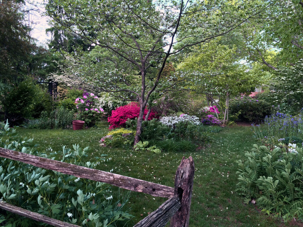A wide shot of the garden in bloom