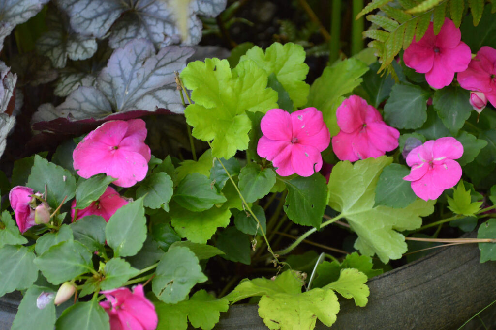 A lime leaf heuchera mixed with pink impatiens makes for a nice splash of color