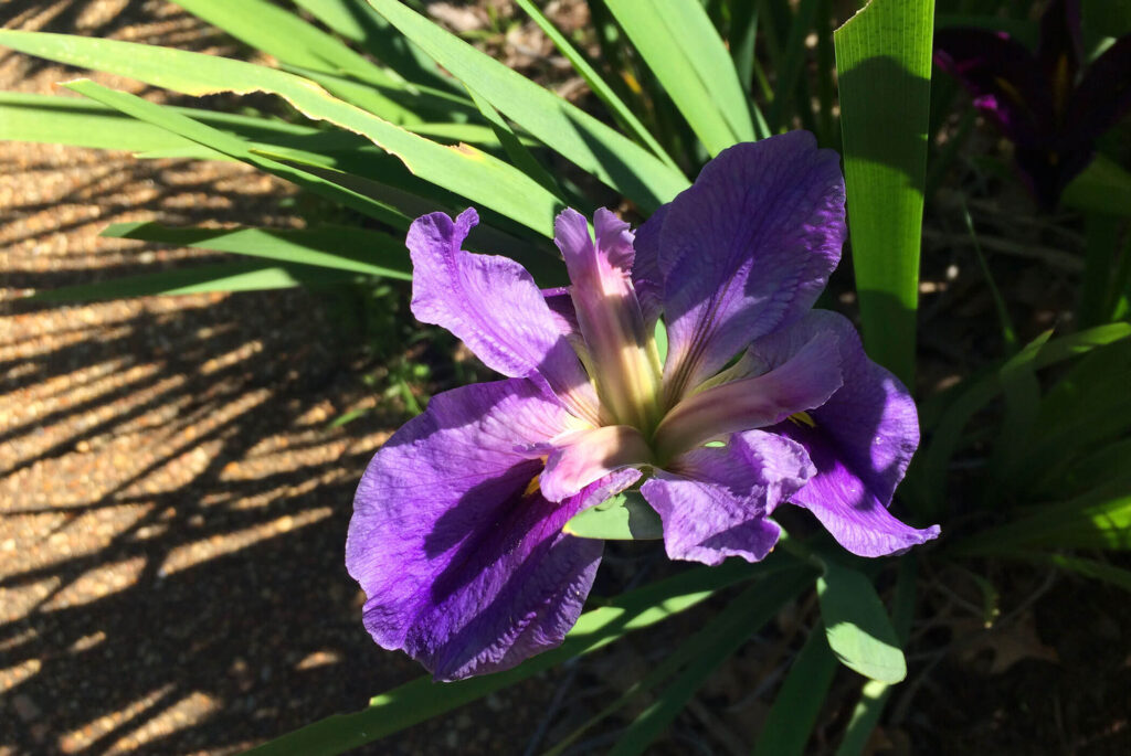 purple-la-iris