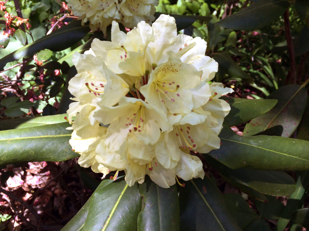 Yellow rhododendron