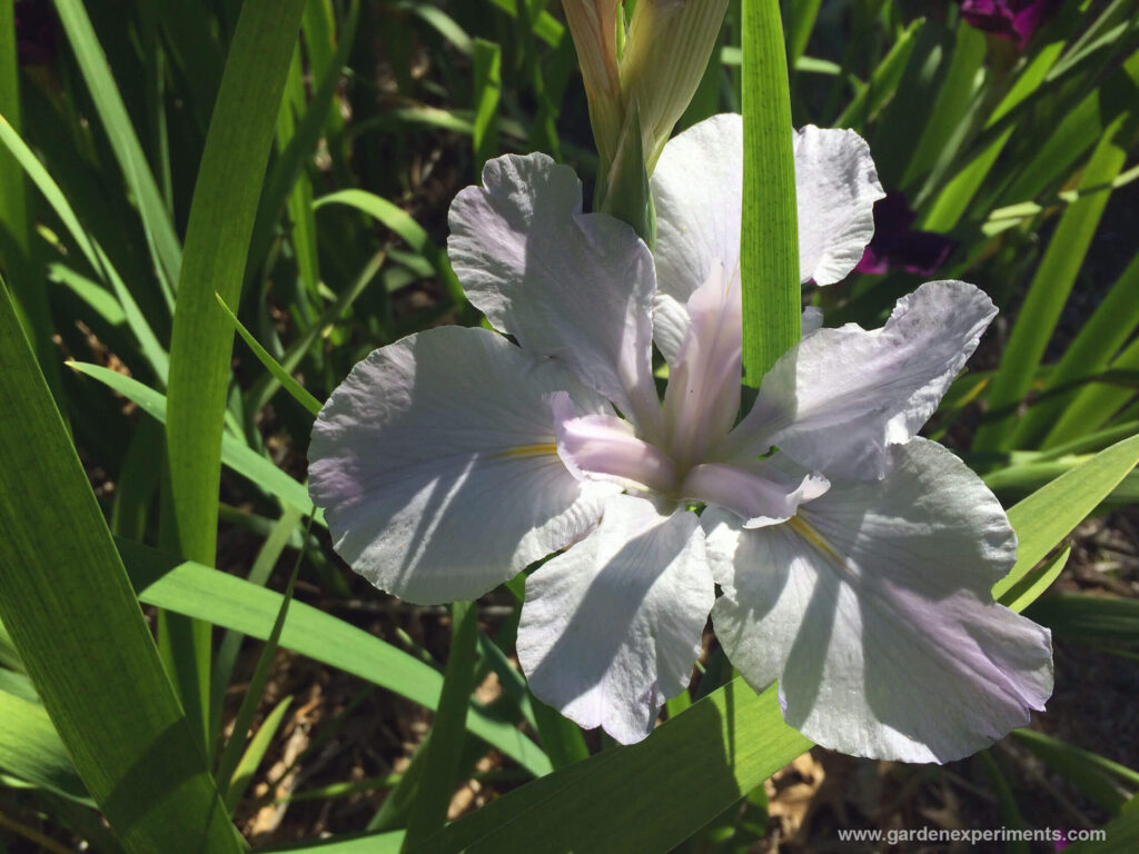 white-louisiana-iris
