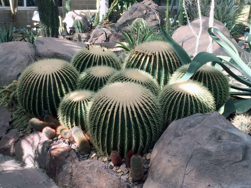 Barrel cacti with a view of the arid plants room