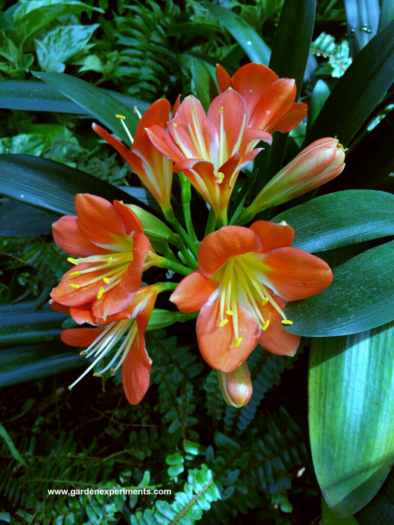 Clivia are from South Africa and Swaziland