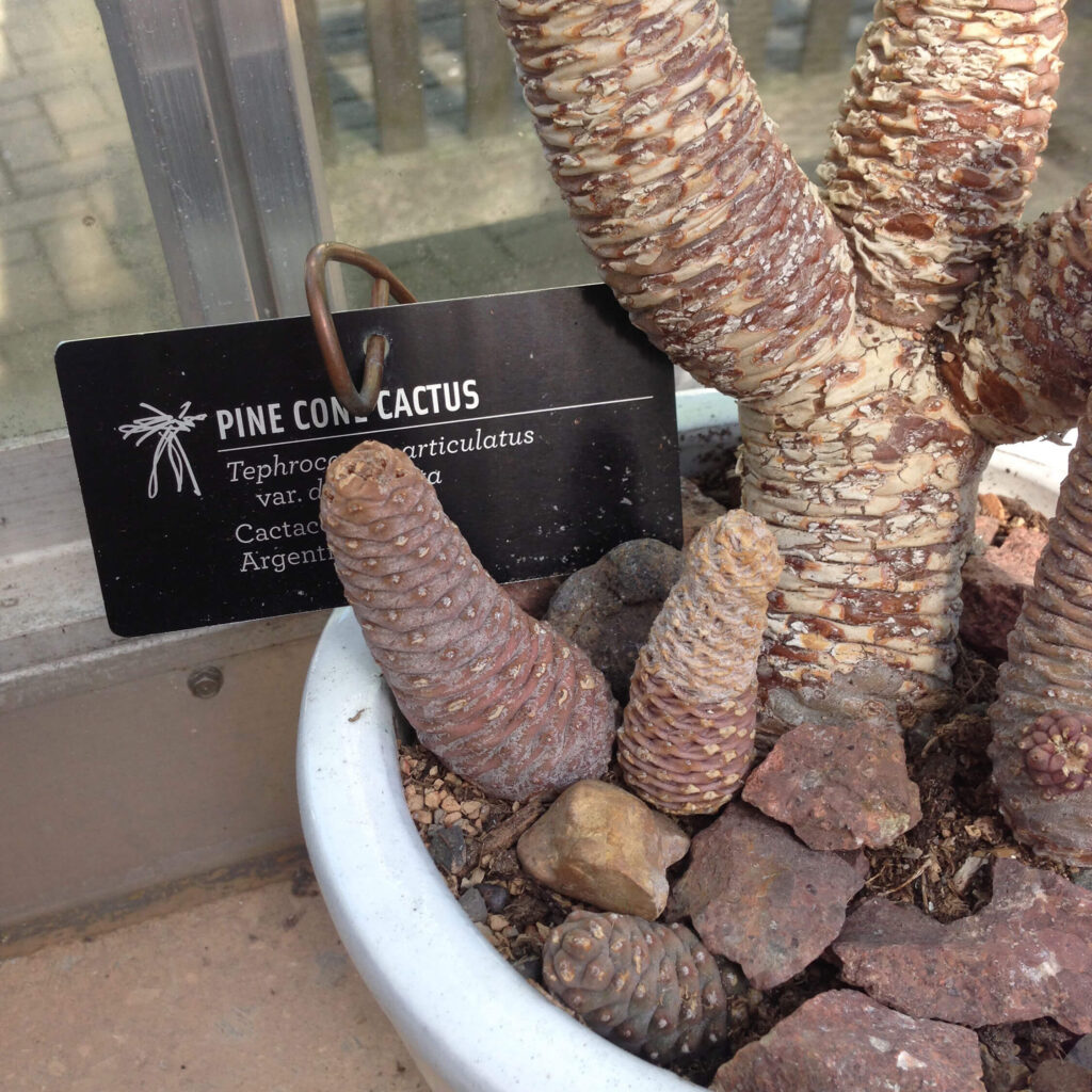 Pine cone cactus
