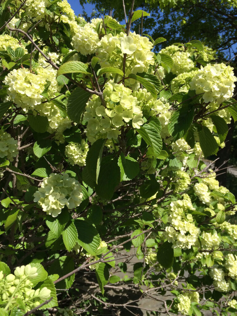 The viburnum was in bloom while we were there