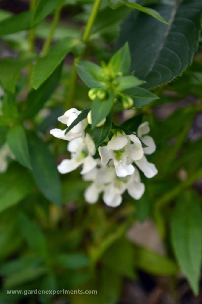 White angelonia