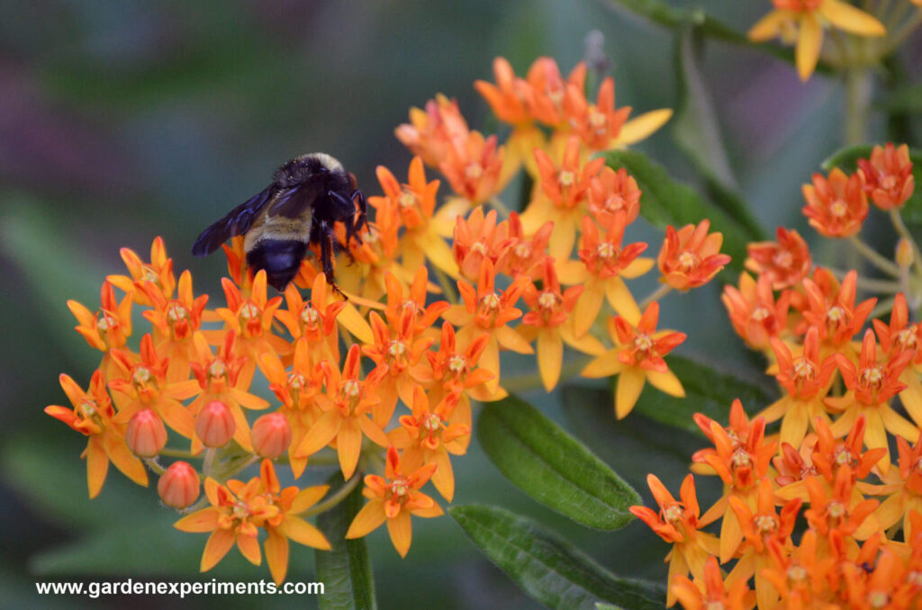 Butterfly weed with a bee